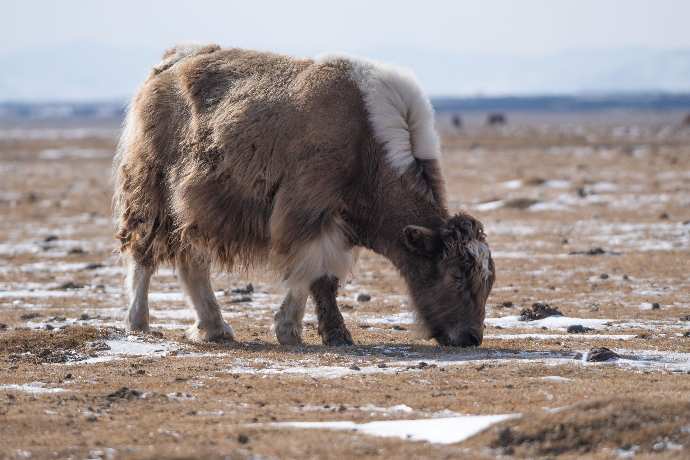 Ein Yak in der Mongolei Yak mit feinem Yakhaar als Fell