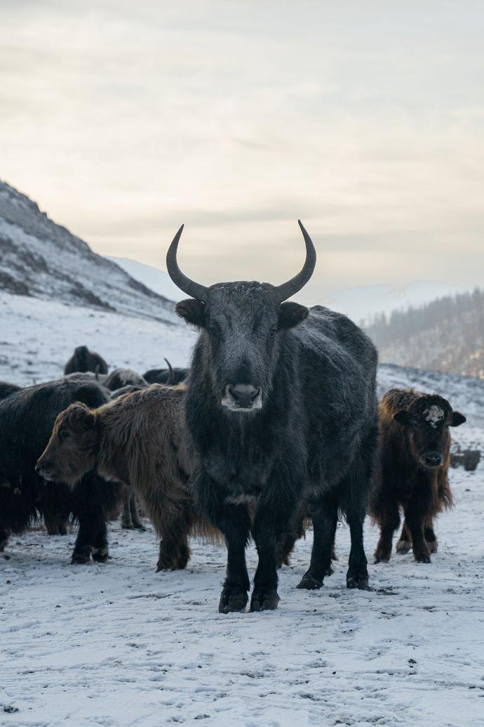Haus-Yaks im Orkhon Tal Eine Herde von Yaks mit einem Yak mit großen Hörnern in der Mitte