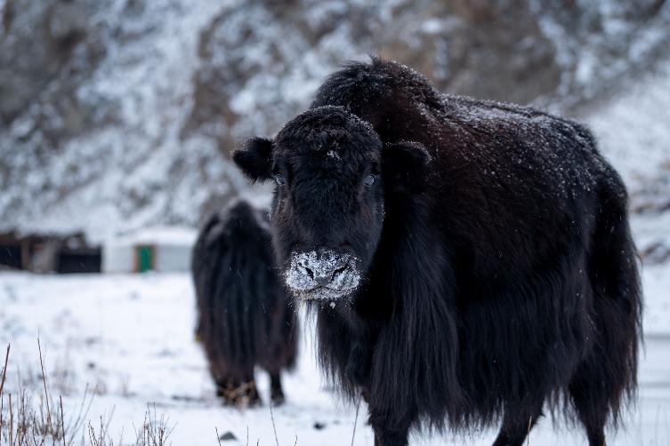 Ein Haus-Yak mit dunkelbraunen Wollkleid Ein dunkles Yak mit Schnee auf der Schnauze schaut in die Kamera