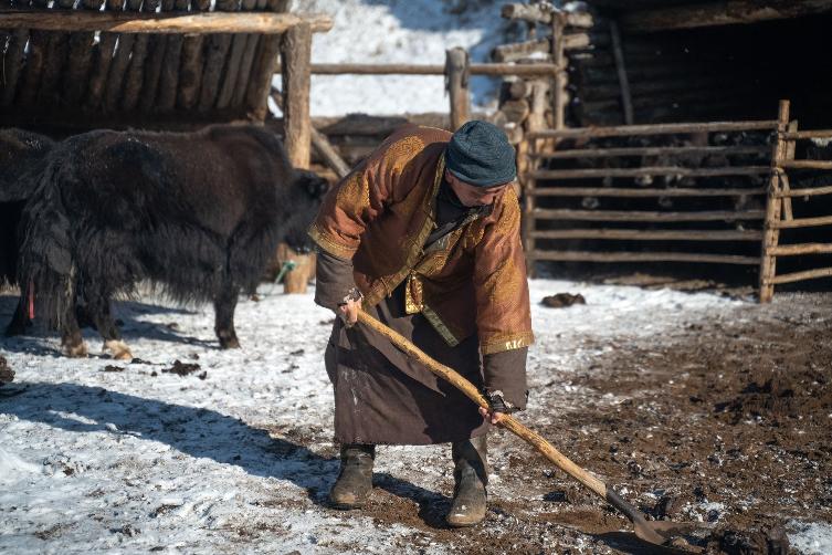 Der Dung von Yaks wird in der Jurte verfeuert Nomade in braun-goldenem Deel schippt Yak-Kot