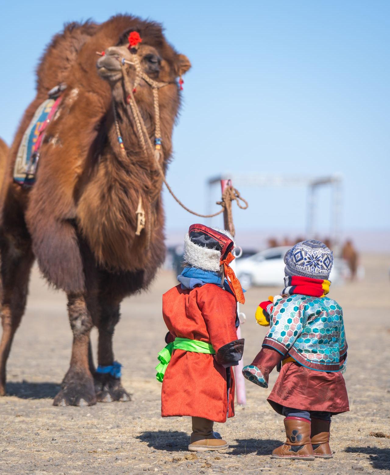 Kamele sind der ganze Stolz von Nomaden in der Wüste Gobi Zwei Kinder begutachten ein Kamel auf dem jährlichen Kamelfestival