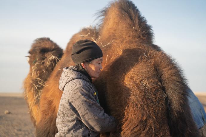 Weibliche Kamele werden morgens gemolken, um die Familie mit frischer Milch zu versorgen. Eine Nomadin melkt ein Kamel während des Sonnenaufgangs