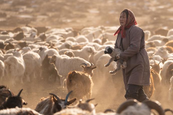 Lämmer werden von der Muuttermilch ernährt zusätzlich von den Hirt*innen beaufsichtigt Eine Nomadin trägt ein Lamm durch die Schafherde