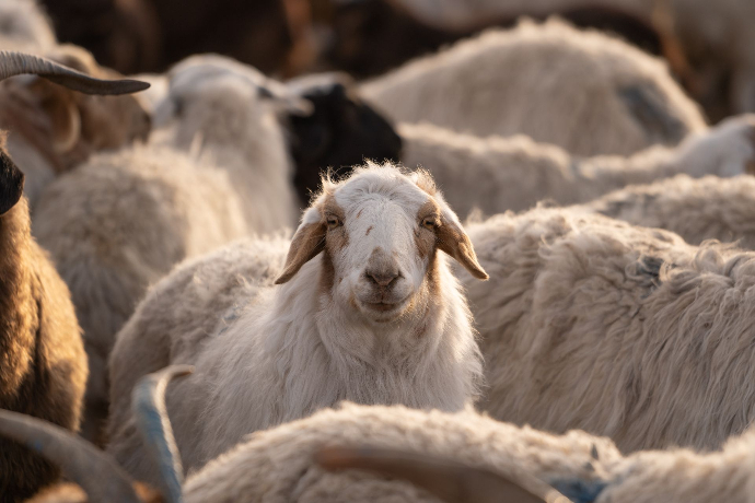 Schafe werden als Nutztiere von Nomaden gehalten Weißes Schaf steht in der Herde und guckt frontal