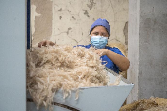 Ein Beispielbild von Kaschmirwolle bei unseren Produzenten Eine Frau mit Arbeitskleidung wirft Kaschmir Rohwolle in die Woll- Sortiermaschine