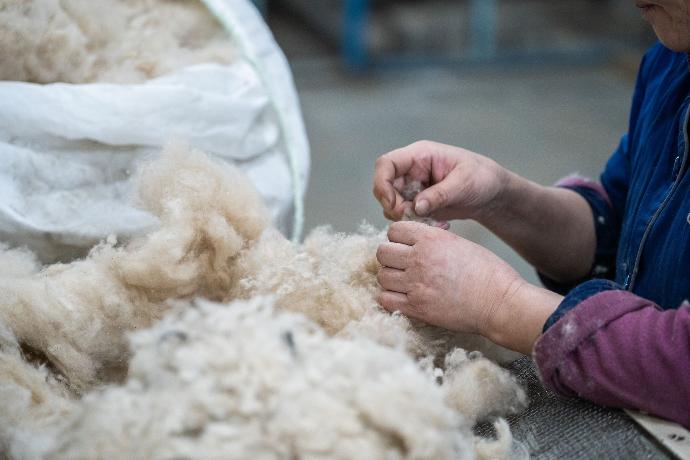 Wolle wird nach Farbe und Struktur der Haare sortiert Kaschmir Wolle liegt auf einem Tisch und wird von zwei Händen sortiert