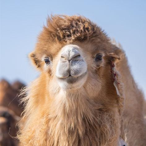 A camel looks into the camera and smiles