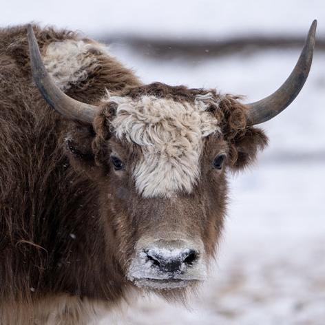 A brown yak with pointed horns looks into the camera
