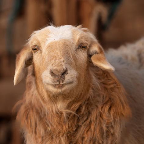 A brown sheep with a white spot looks into the camera
