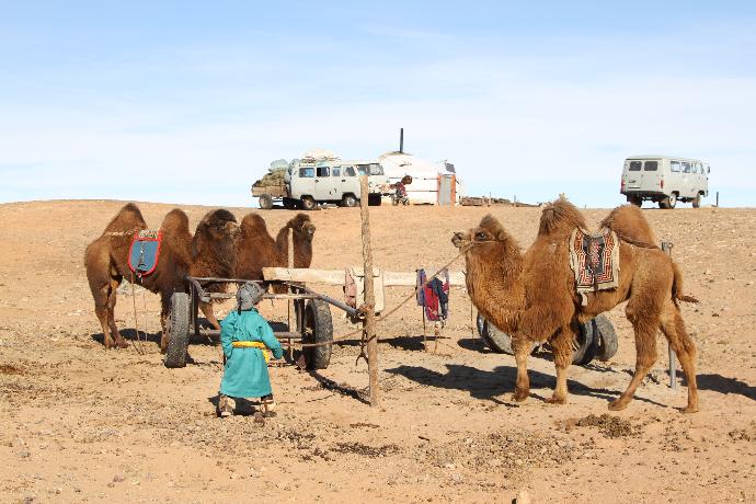 Bild von Kamel vor einer Jurte in der Mongolei