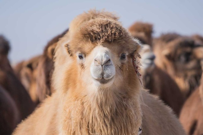 Kamel in der Wüste Gobi Ein Kamel schaut aufmerksam in die Kamera