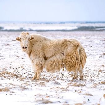 Yaks lieben die Kälte Ein Yak steht im Schnee