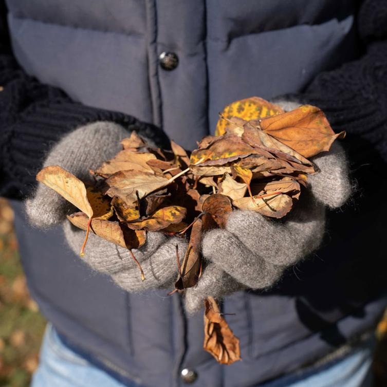 Perfekte Begleiter auf Herbstspaziergängen Herbstblätter in grauen Handschuhen